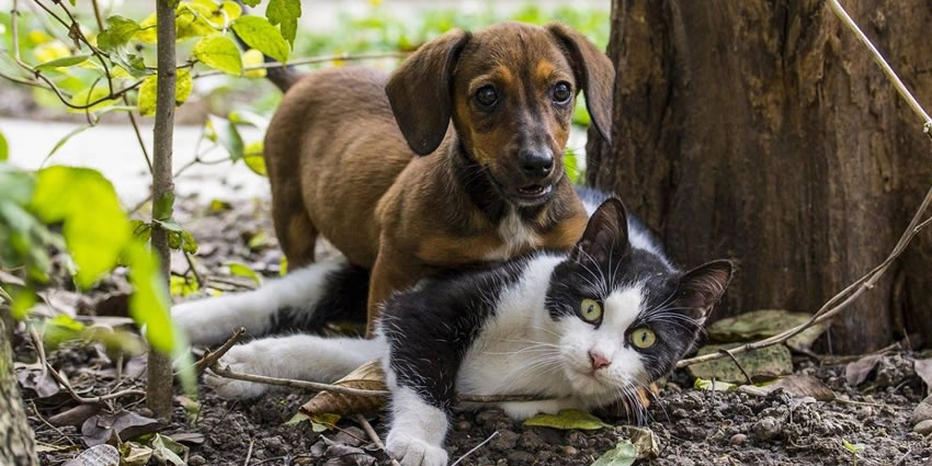 cachorro e gato