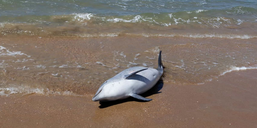 Mistério no litoral paulista, em duas semanas, 15 golfinhos são encontrados mortos