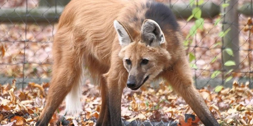 Lobo Guará