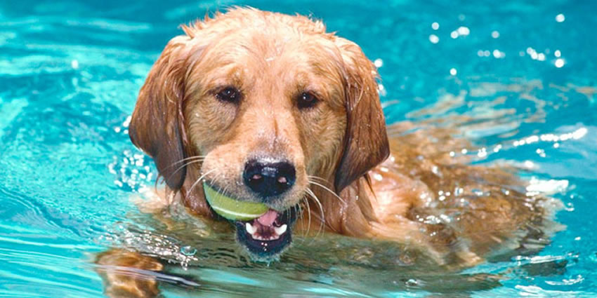 Cachorro na piscina