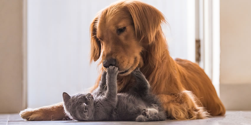 Gato e Cachorro Jenews