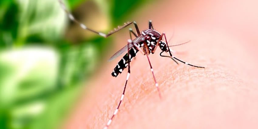 doenças transmitidas pelo Aedes Aegypti 
